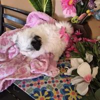 Clara, a female Pomeranian and Poodle - Toy  for sale in Metamora, IL – Photo 3 of 9