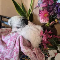 Clara, a female Pomeranian and Poodle - Toy  for sale in Metamora, IL – Photo 2 of 9