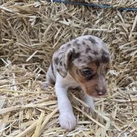 Carla , a female Beagle for sale in Metamora, IL – 5 of 8