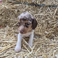 Carla , a female Beagle for sale in Metamora, IL – 8 of 8