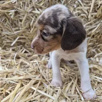 Carla , a female Beagle for sale in Metamora, IL – 6 of 8
