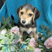 Sadie/Pocket Beagle Poo, a female Beagle and Poodle - Miniature  for sale in Metamora, IL – 5 of 7