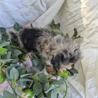 Molly, a female Beagle and Poodle - Miniature  for sale in Metamora, IL – 6 of 7