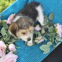 Sophie, a female Beagle and Poodle - Miniature  for sale in Metamora, IL – 4 of 5