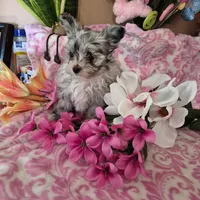 Carlie, a female Pomeranian and Poodle - Toy  for sale in Metamora, IL – Photo 5 of 8