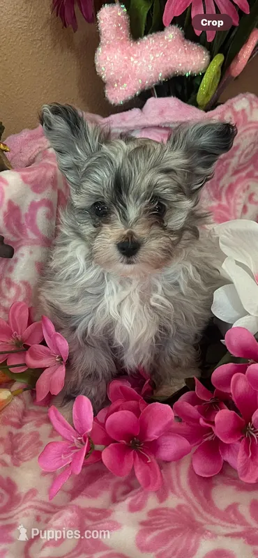 Carlie – Pomeranian, Poodle - Toy  puppy for sale in Metamora, IL