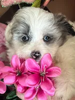 Clara, a female Pomeranian and Poodle - Toy  for sale in Metamora, IL – Photo 7 of 9
