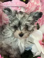 Carlie, a female Pomeranian and Poodle - Toy  for sale in Metamora, IL – Photo 4 of 8