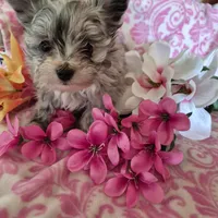 Carlie, a female Pomeranian and Poodle - Toy  for sale in Metamora, IL – Photo 8 of 8