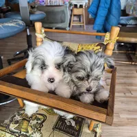 Carlie, a female Pomeranian and Poodle - Toy  for sale in Metamora, IL – Photo 7 of 8