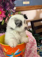 Clara, a female Pomeranian and Poodle - Toy  for sale in Metamora, IL – Photo 9 of 9