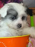 Clara, a female Pomeranian and Poodle - Toy  for sale in Metamora, IL – Photo 6 of 9