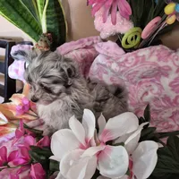 Carlie, a female Pomeranian and Poodle - Toy  for sale in Metamora, IL – Photo 6 of 8