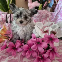 Carlie, a female Pomeranian and Poodle - Toy  for sale in Metamora, IL – Photo 2 of 8