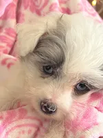 Clara, a female Pomeranian and Poodle - Toy  for sale in Metamora, IL – Photo 4 of 9