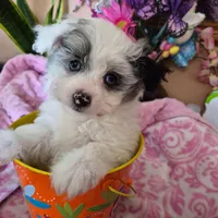 Clara, a female Pomeranian and Poodle - Toy  for sale in Metamora, IL – Photo 8 of 9