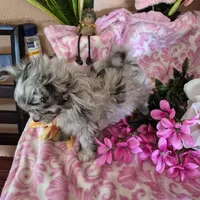 Carlie, a female Pomeranian and Poodle - Toy  for sale in Metamora, IL – Photo 3 of 8