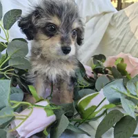 Molly, a female Beagle and Poodle - Miniature  for sale in Metamora, IL – 2 of 7