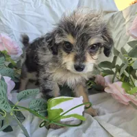 Molly, a female Beagle and Poodle - Miniature  for sale in Metamora, IL – 4 of 7
