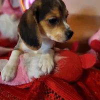 processed/de4d1427-af56-4043-abb9-af8e7d36ad54/listing/6d920d7d-d9c6-4e6a-8aaf-4c341e945321/08e2544c-25d5-467c-bb98-ccb84cc727ce