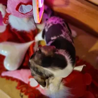 processed/de4d1427-af56-4043-abb9-af8e7d36ad54/listing/6d920d7d-d9c6-4e6a-8aaf-4c341e945321/7e3c8075-ccf6-4f87-af3c-ebc91a95d97f