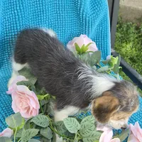 Sophie, a female Beagle and Poodle - Miniature  for sale in Metamora, IL – 5 of 5