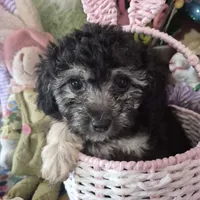 Tulip, a female Chihuahua and Poodle - Toy  for sale in Metamora, IL – Photo 4 of 7
