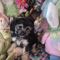 Tulip, a female Chihuahua and Poodle - Toy  for sale in Metamora, IL – Photo 1 of 7