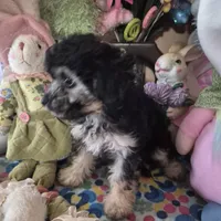 Tulip, a female Chihuahua and Poodle - Toy  for sale in Metamora, IL – Photo 7 of 7