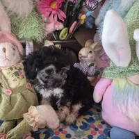 Tulip, a female Chihuahua and Poodle - Toy  for sale in Metamora, IL – Photo 5 of 7