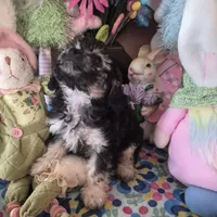 Tulip, a female Chihuahua and Poodle - Toy  for sale in Metamora, IL – Photo 2 of 7