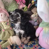 Tulip, a female Chihuahua and Poodle - Toy  for sale in Metamora, IL – Photo 3 of 7