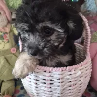 Tulip, a female Chihuahua and Poodle - Toy  for sale in Metamora, IL – Photo 6 of 7
