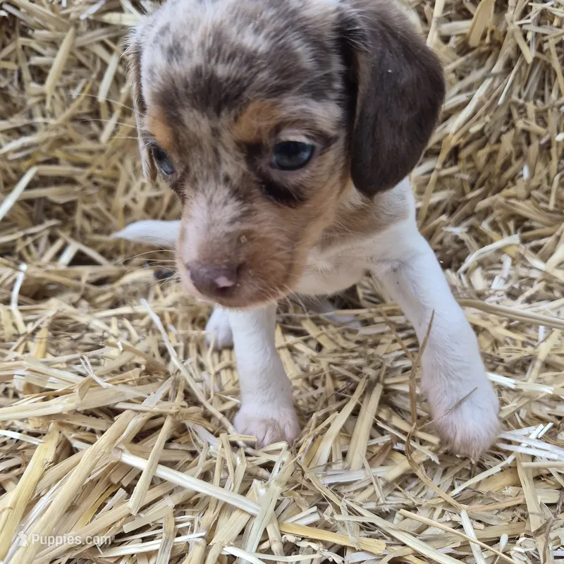 Carla , a female Beagle for sale in Metamora, IL – 1 of 8