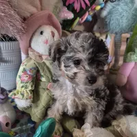 Trixie, a female Chihuahua and Poodle - Toy  for sale in Metamora, IL – Photo 4 of 8