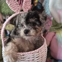 Trixie, a female Chihuahua and Poodle - Toy  for sale in Metamora, IL – Photo 7 of 8