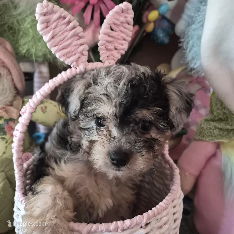 Trixie – Chihuahua, Poodle - Toy  puppy for sale in Metamora, IL