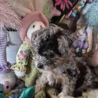 Trixie, a female Chihuahua and Poodle - Toy  for sale in Metamora, IL – Photo 5 of 8