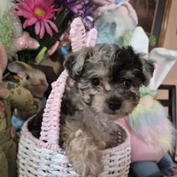 Trixie, a female Chihuahua and Poodle - Toy  for sale in Metamora, IL – Photo 6 of 8