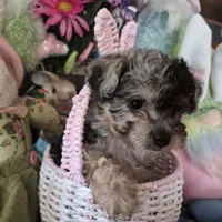 Trixie, a female Chihuahua and Poodle - Toy  for sale in Metamora, IL – Photo 3 of 8