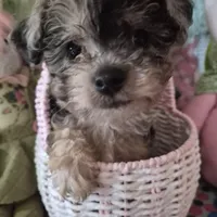 Trixie, a female Chihuahua and Poodle - Toy  for sale in Metamora, IL – Photo 2 of 8