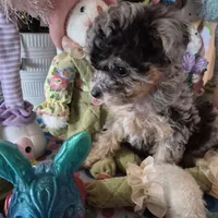 Trixie, a female Chihuahua and Poodle - Toy  for sale in Metamora, IL – Photo 8 of 8