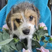 Sophie, a female Beagle and Poodle - Miniature  for sale in Metamora, IL – 2 of 5