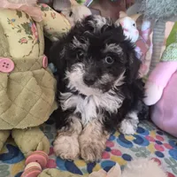 Tipsie, a female Chihuahua and Poodle - Toy  for sale in Metamora, IL – Photo 4 of 6