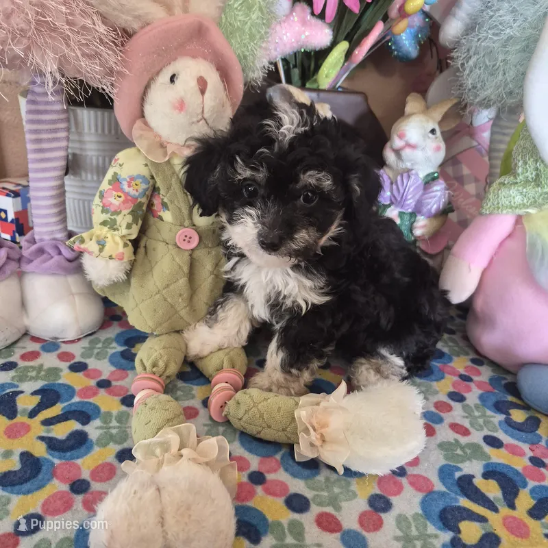 Tipsie – Chihuahua, Poodle - Toy  puppy for sale in Metamora, IL