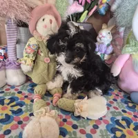 Tipsie, a female Chihuahua and Poodle - Toy  for sale in Metamora, IL – Photo 1 of 6