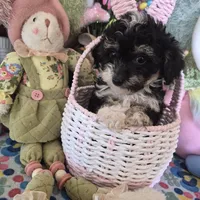 Tipsie, a female Chihuahua and Poodle - Toy  for sale in Metamora, IL – Photo 5 of 6