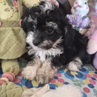 Tipsie, a female Chihuahua and Poodle - Toy  for sale in Metamora, IL – Photo 2 of 6