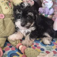 Tipsie, a female Chihuahua and Poodle - Toy  for sale in Metamora, IL – Photo 3 of 6