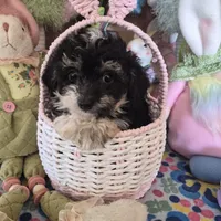 Tipsie, a female Chihuahua and Poodle - Toy  for sale in Metamora, IL – Photo 6 of 6
